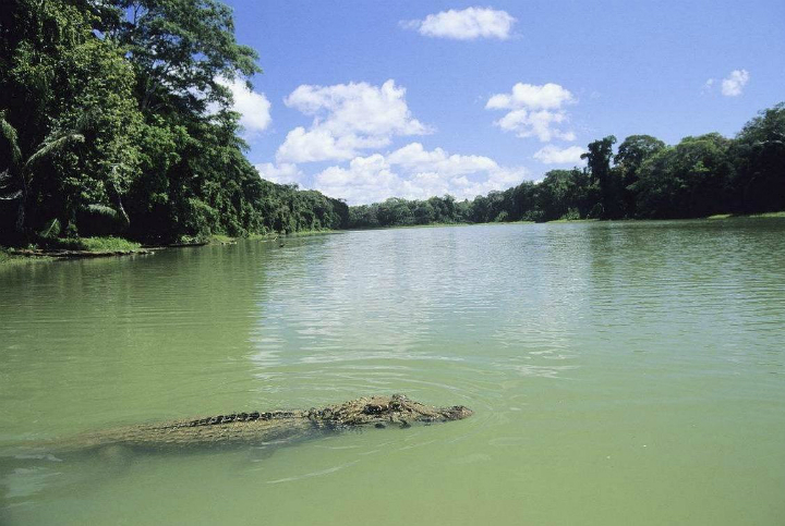 caiman crocodile amazon river peru plane crash