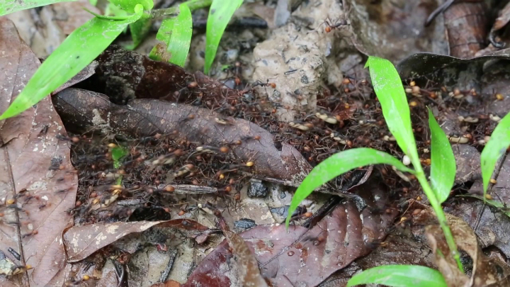 army ants plane crash peruvian amazon