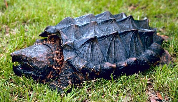 en.wikipedia.org Alligator_snapping_turtle