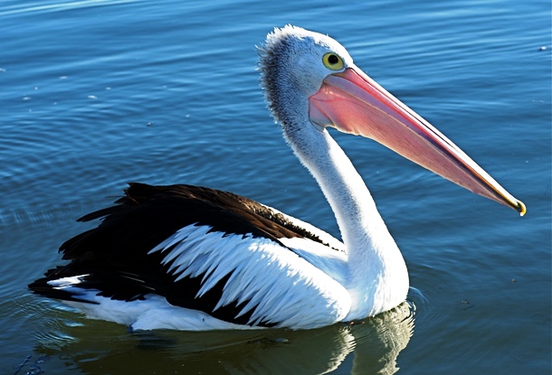 en.wikipedia.org Pelecanus_conspicillatus_-Australia_-8