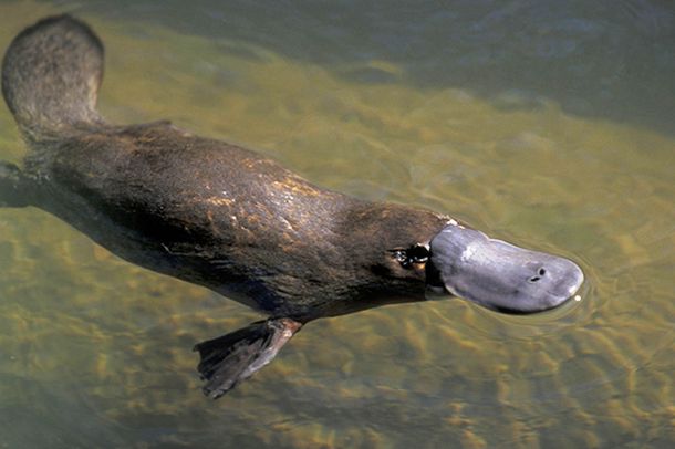 www.mirror.co.uk PLATYPUS-MAIN