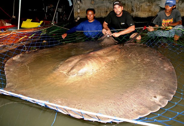 www.wired.com print-zeb-and-fishsiam-tuktaa-team-with-reacptured-stingray-13-feb-28-2009