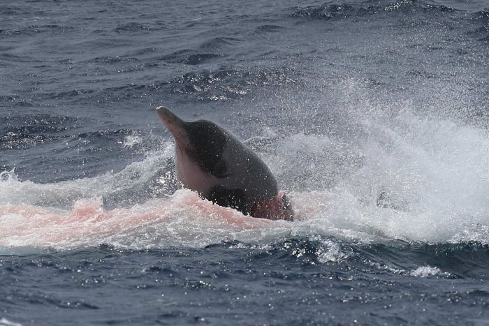 Image result for beaked whale preying