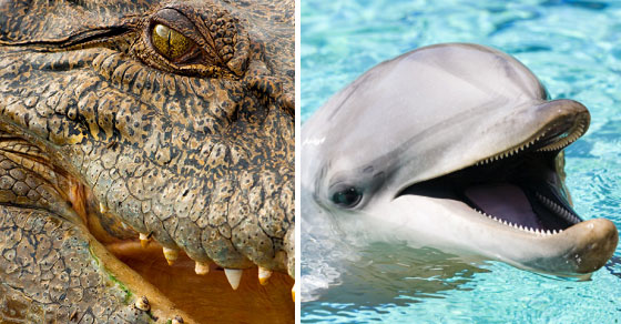 Image result for crocodolphin