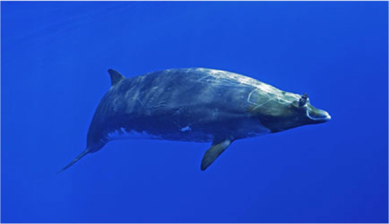 Image result for beaked whale photography