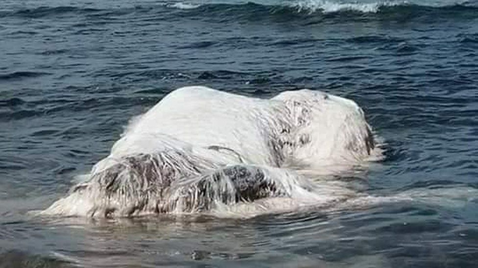 Image result for unknown sea creature found in philippines