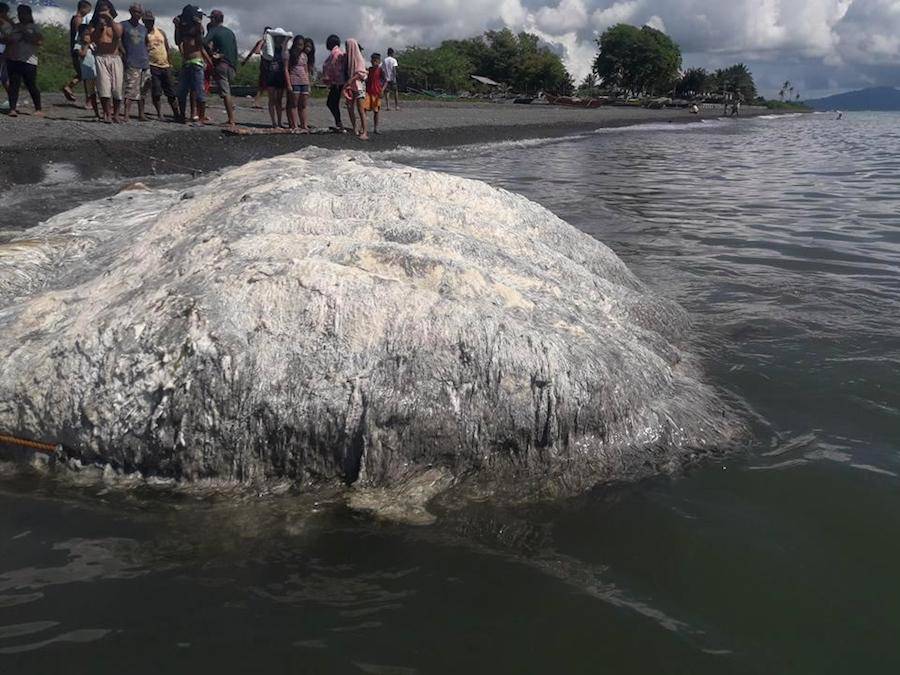 Image result for unknown sea creature found in philippines