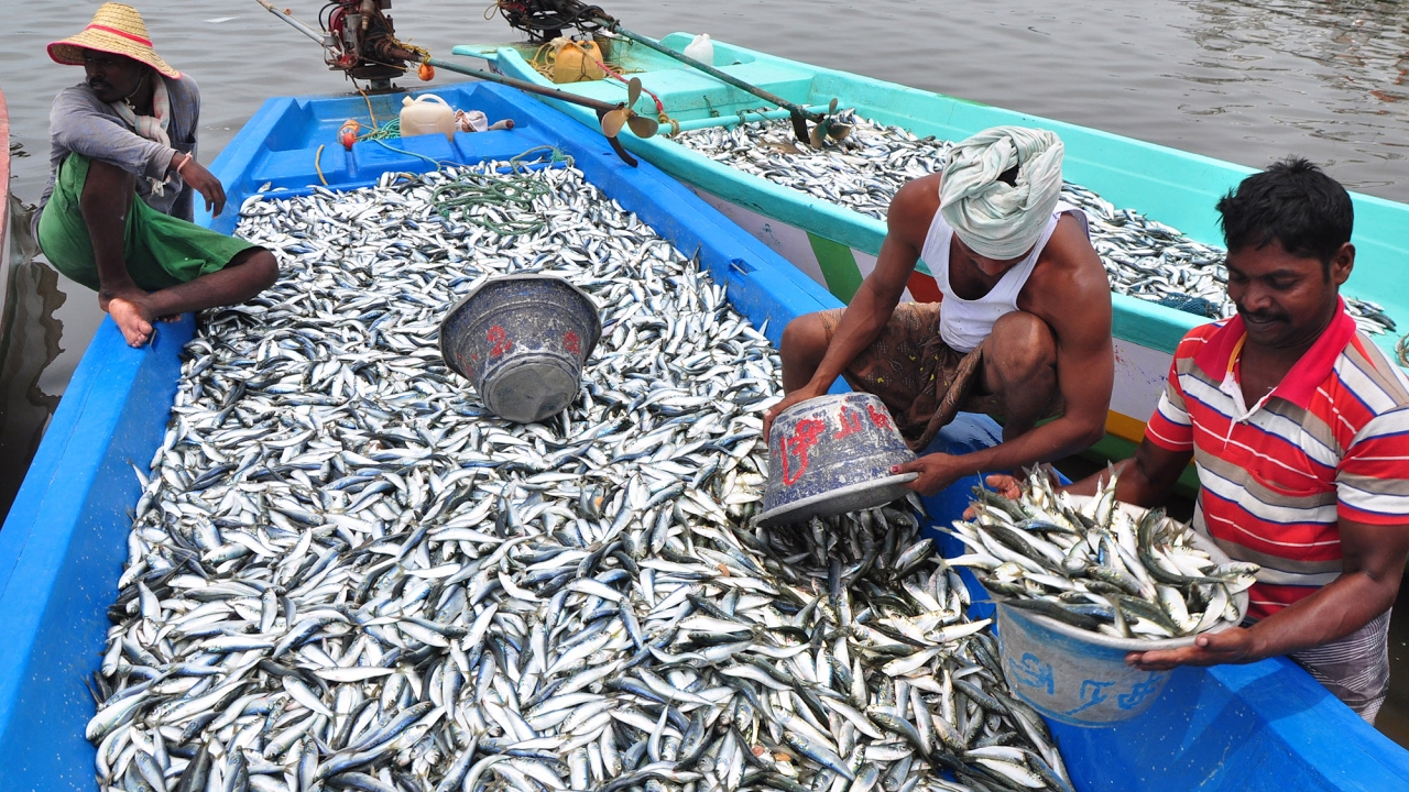 Image result for fishermen catching fish