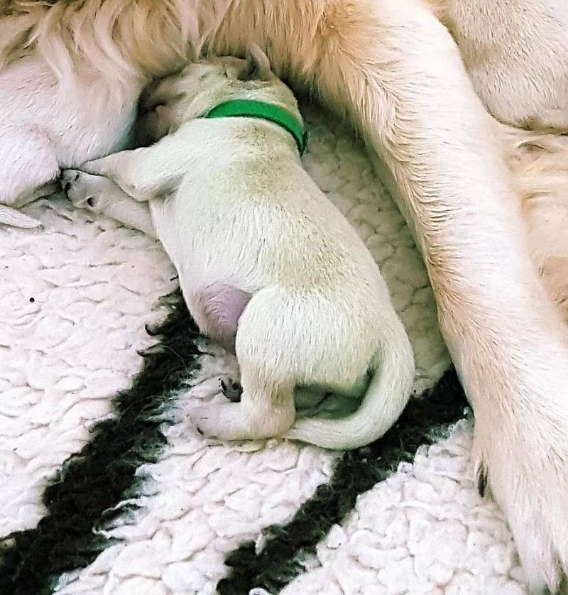 A Rare Puppy in a Completely Normal Birth, Only 3 Other Puppies Like It Exist!
