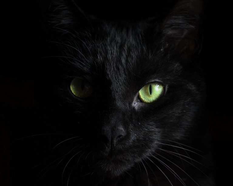 family adopts a mysterious black cat and discovers a strange truth ...