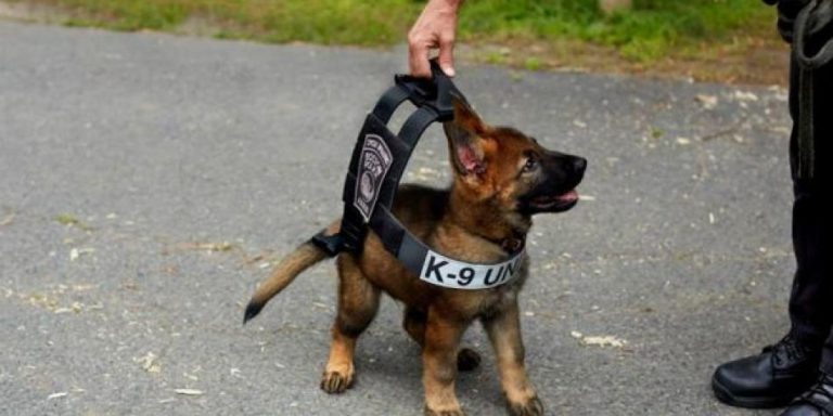 K9 makes the most surprising move when his trainer gets stuck in an ...