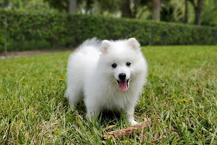 Creepyworld Happyworld Woman Brought Home A Japanese Spitz That Never Barked Consulting Vets Revealed An Astonishing Reality